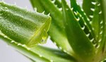 Aloevera.jpg
