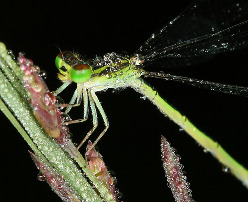 dewdragonfly4-thumb-500x408.jpg