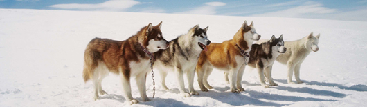 eight_below.jpg